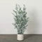 Potted Eucalyptus