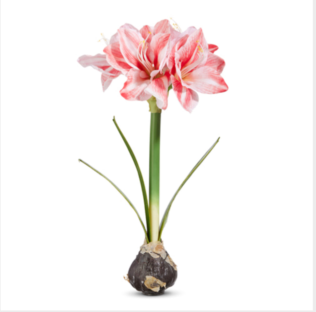 19” Real Touch Amaryllis Bulb