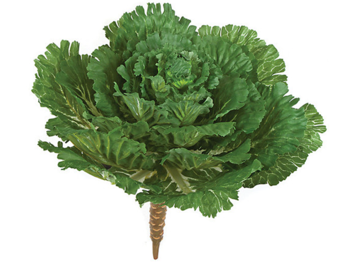 list of tropical succulents 14" Kale Plant – Scissortail Marketplace