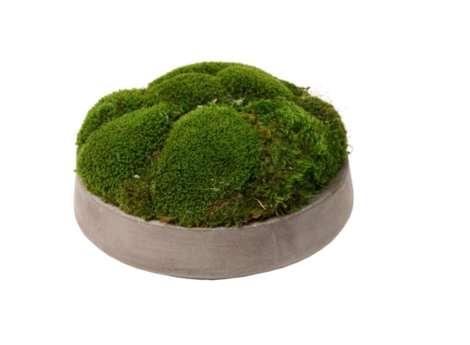 Newport Bowl w/ Mosses 9.5"h