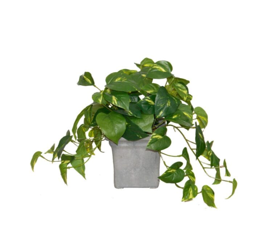 Grey Stone Pot w/ Pothos Vine 13"h