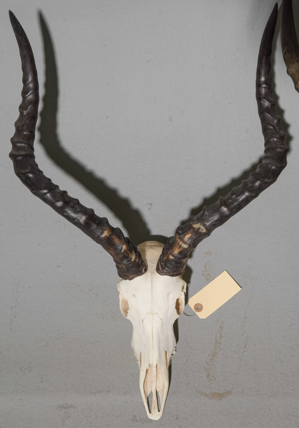 Impala Horned Skull 10x9.5x25"h