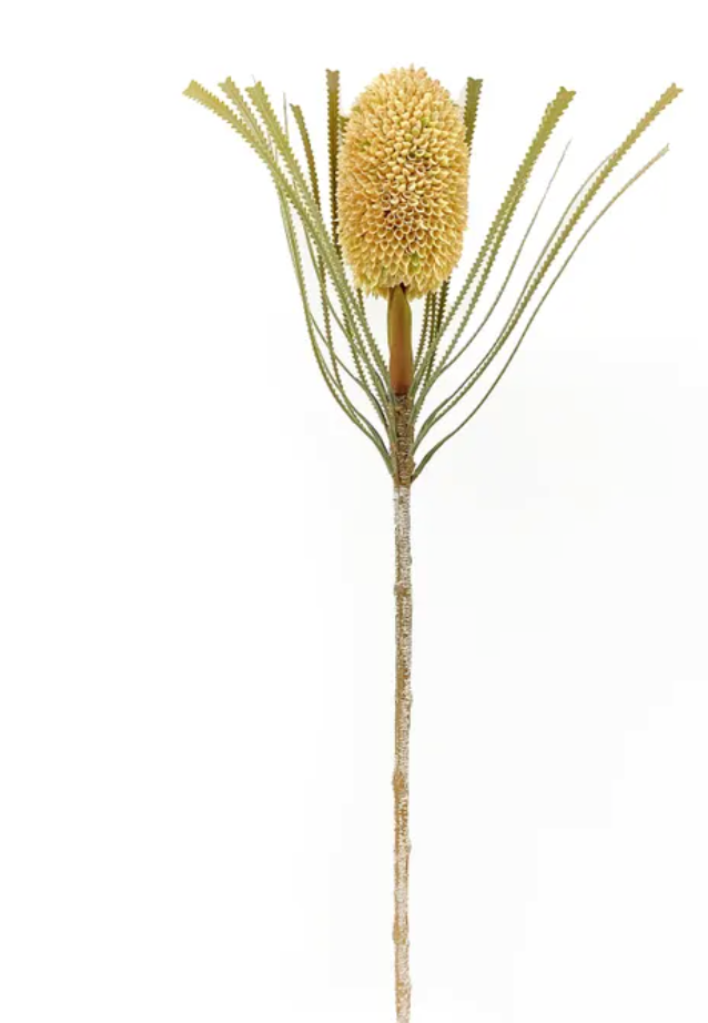 Banksia Protea Tusk 27.5"