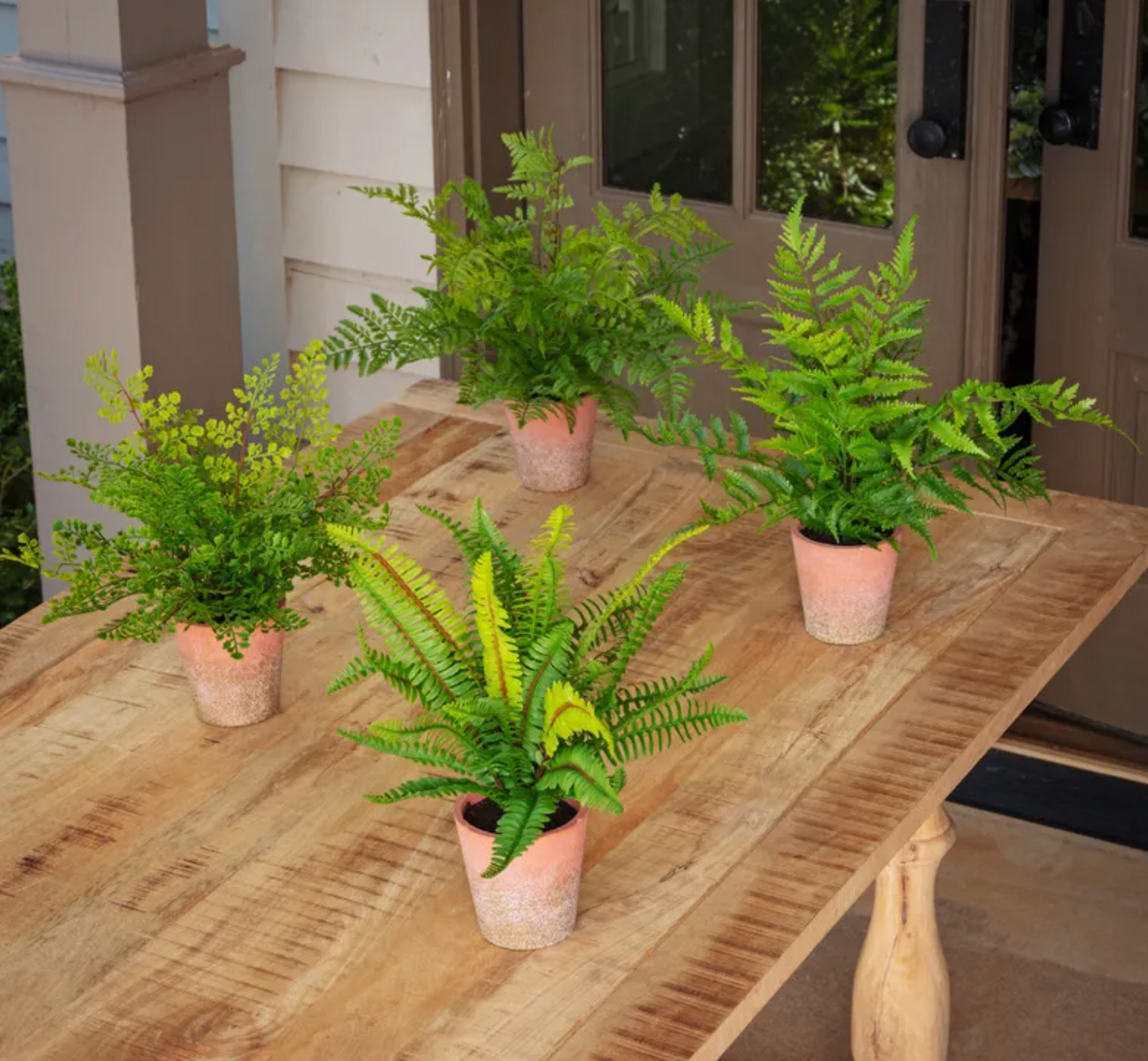 Greenhouse Fern Asst 18x18"h