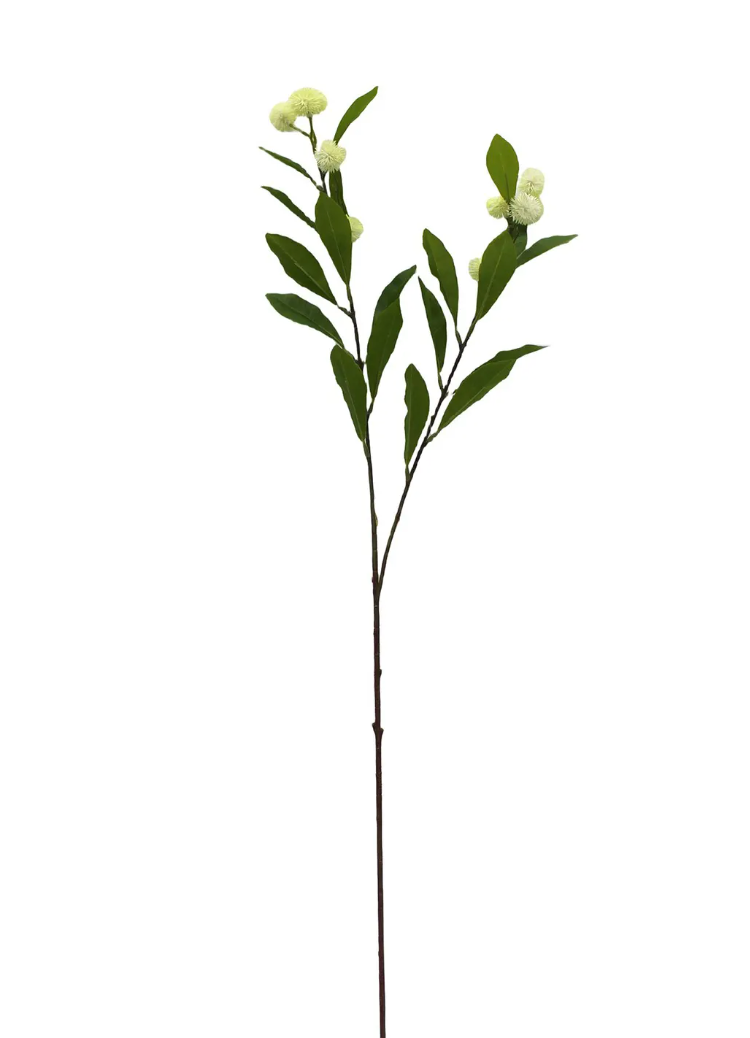 Button Bush Stem 35.5"h