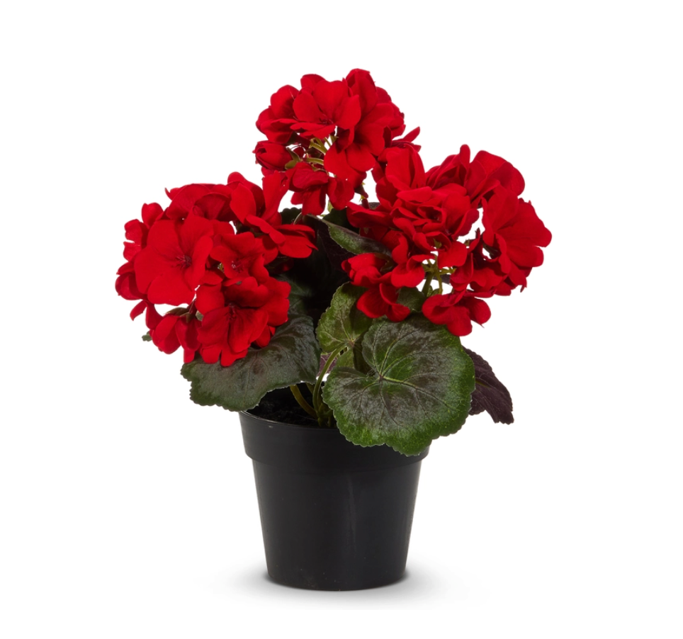 Potted Red Geranium 9.5"h