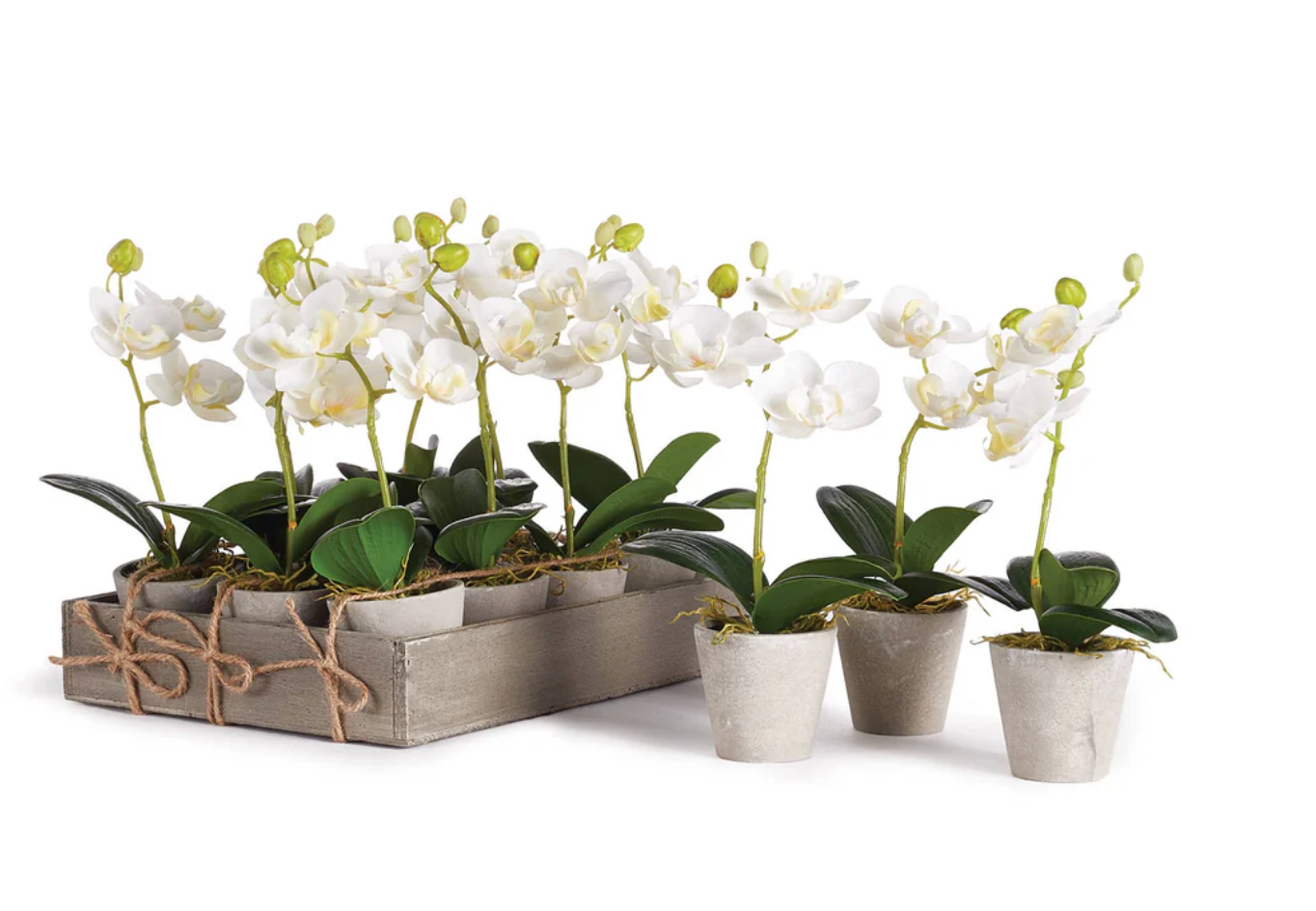 Mini Phal Orchid Potted 9"