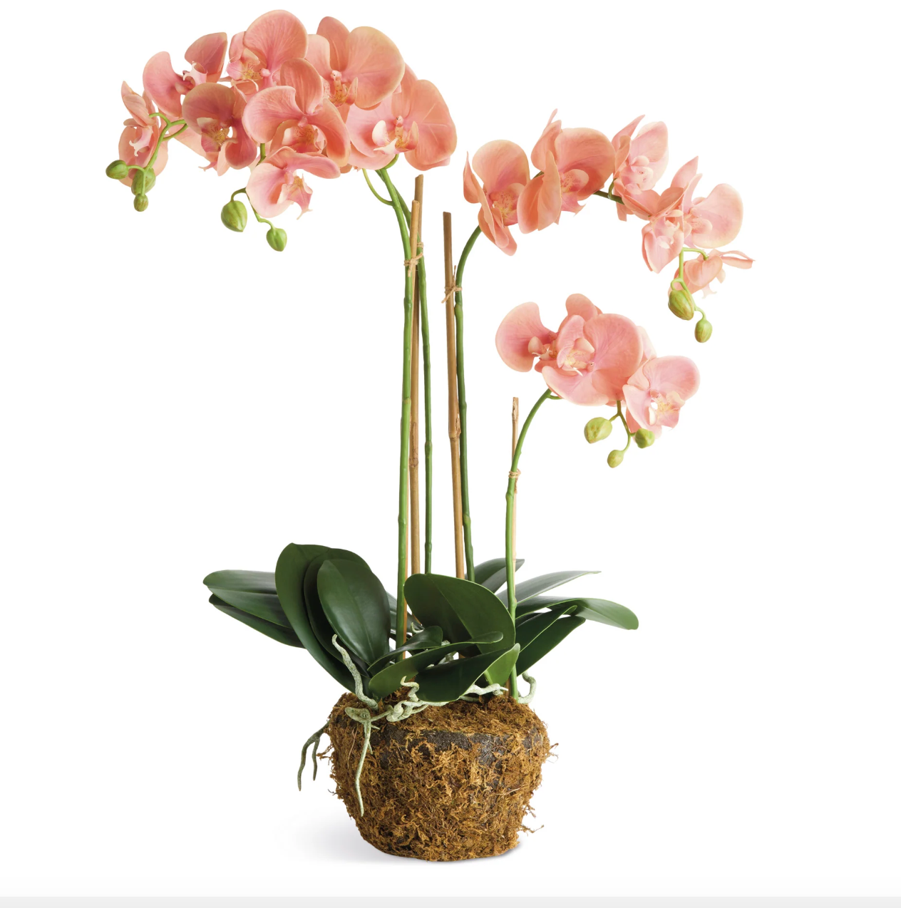Dusty Pink Phalaenopsis 30"