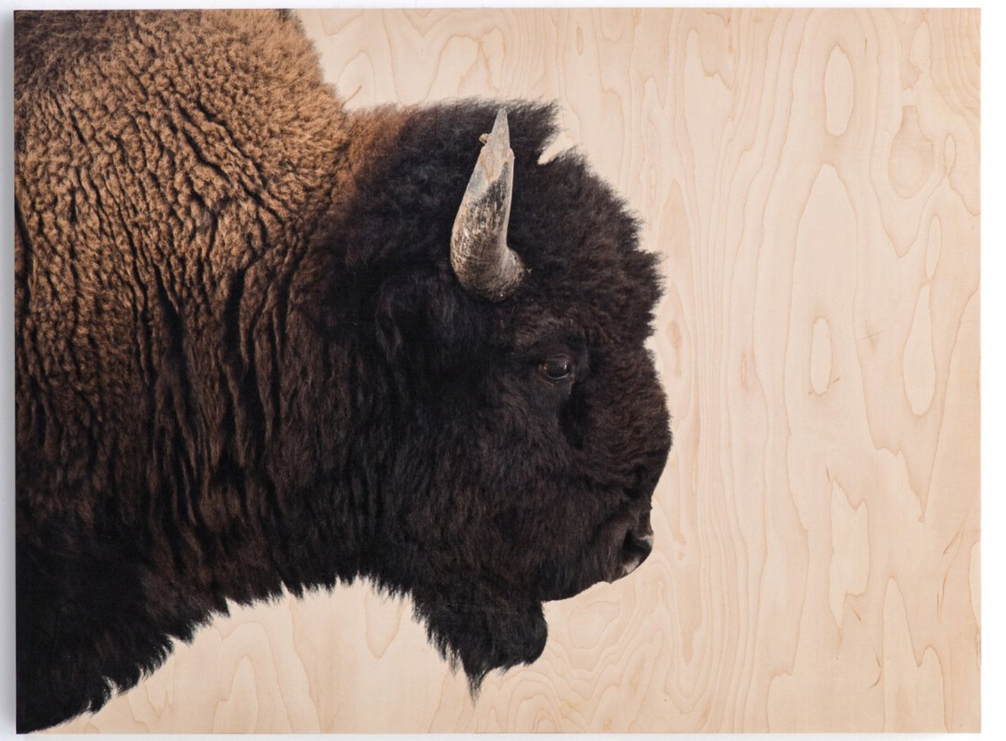 American Bison by Getty Images