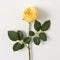 Rose Spray