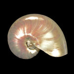 Chambered Nautilus Shell 6-7"