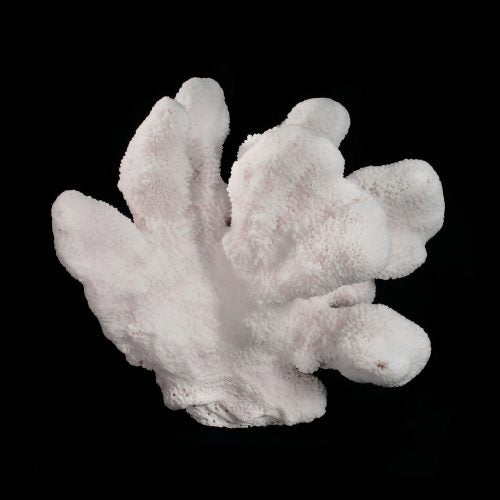 Catspaw Coral 10-12"