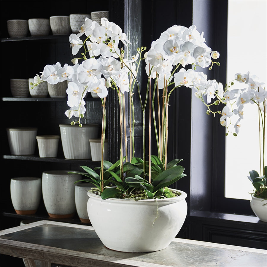 BB Phalaenopsis 36" In Ceramic Bowl