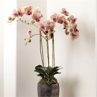 Phalaenopsis 32" Burgundy Drop-In