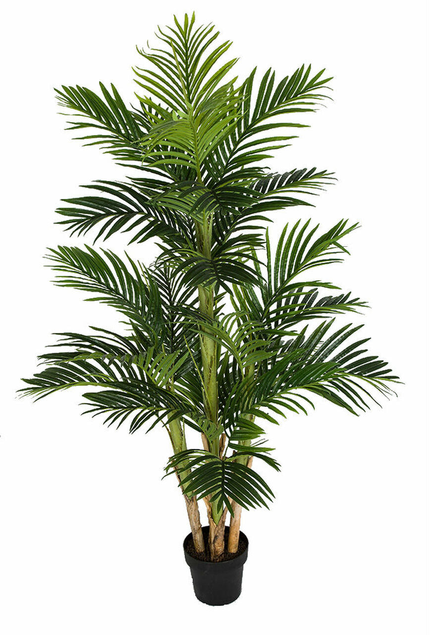 5.5' Parlour Palm Tree