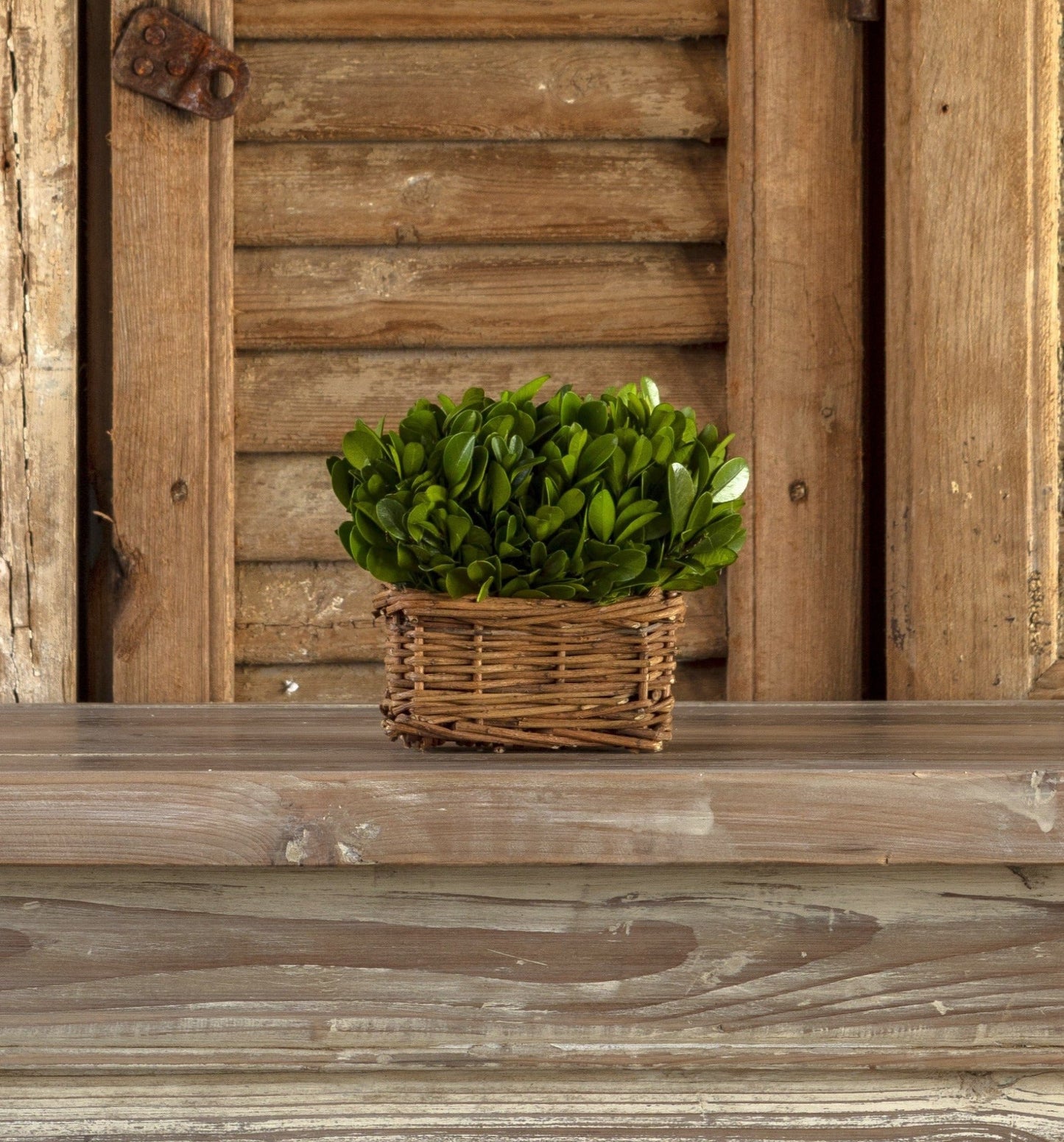 SM Boxwood Hedge