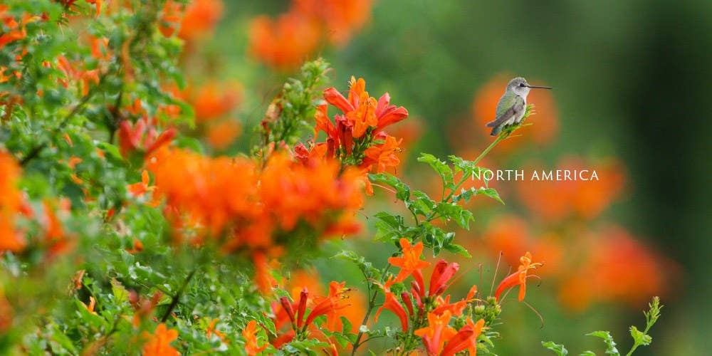 Bird Planet