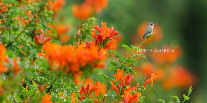 Bird Planet