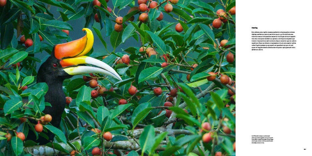 Bird Planet