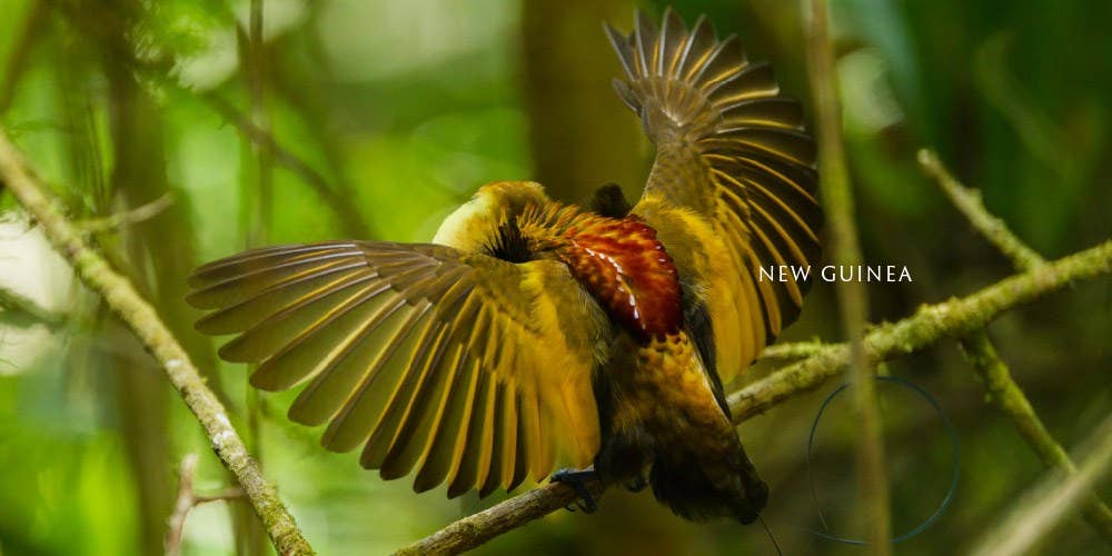Bird Planet