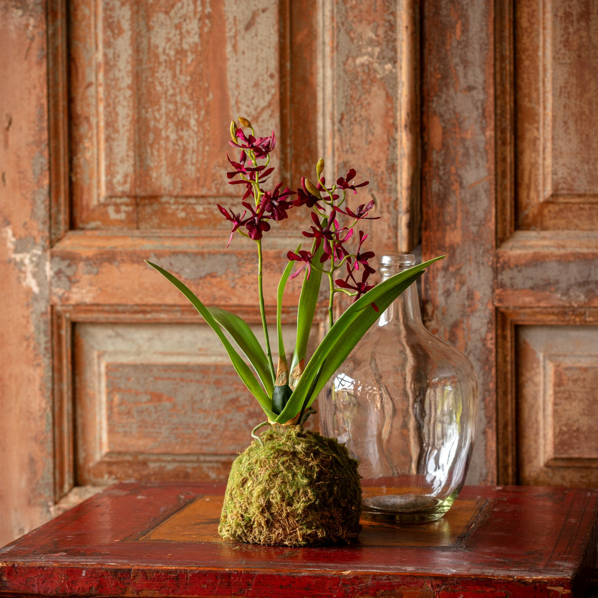 Maroon Mini Orchid Small Moss Ball