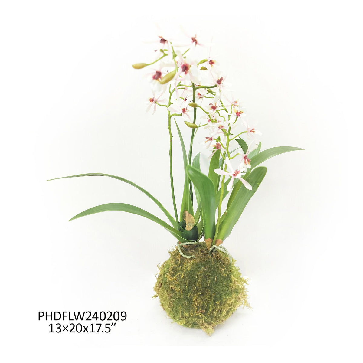Variegated Pink Mini Orchid Large Moss Ball