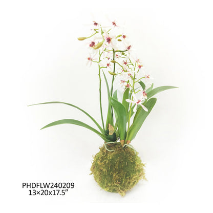 Variegated Pink Mini Orchid Large Moss Ball