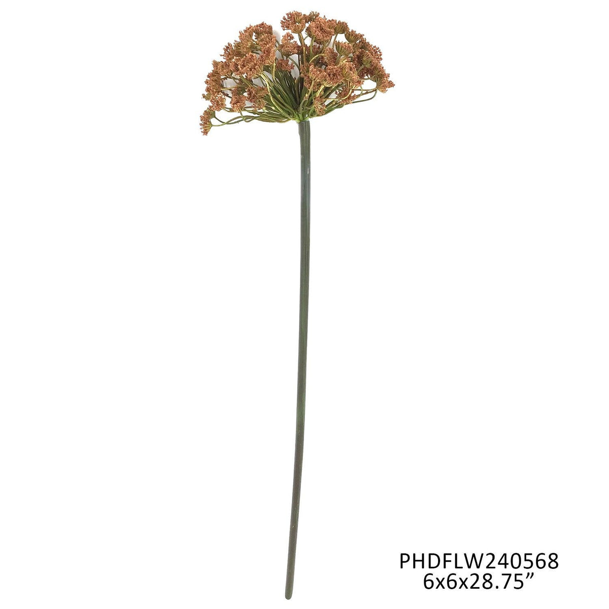 Cinnamon Daucus
