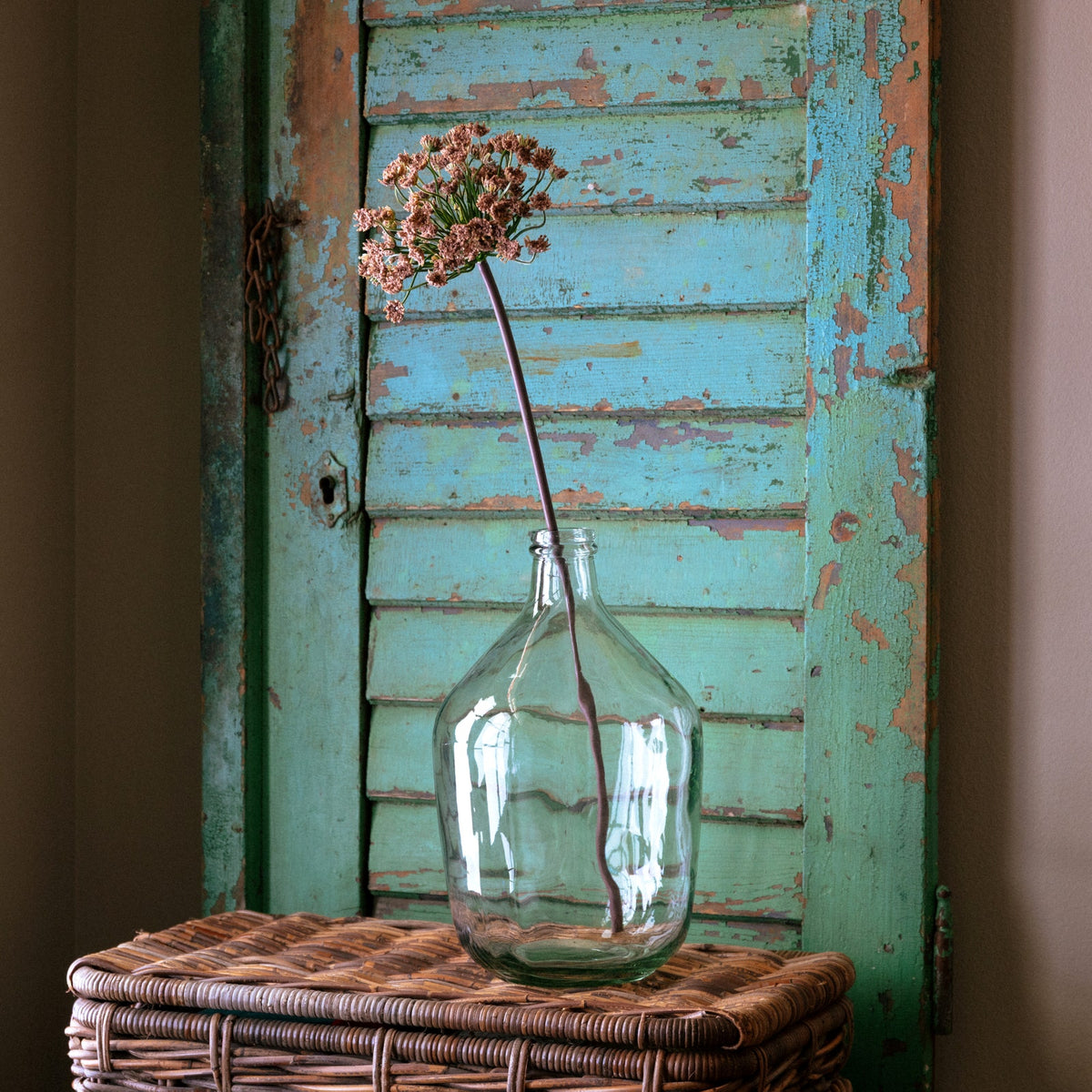 Blush Daucus
