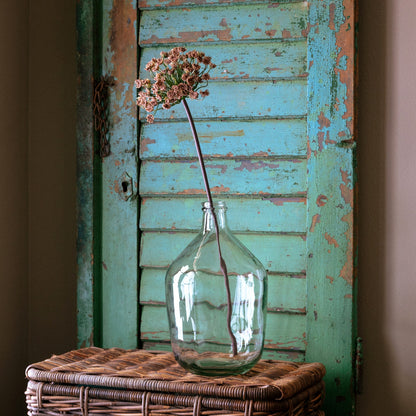 Blush Daucus