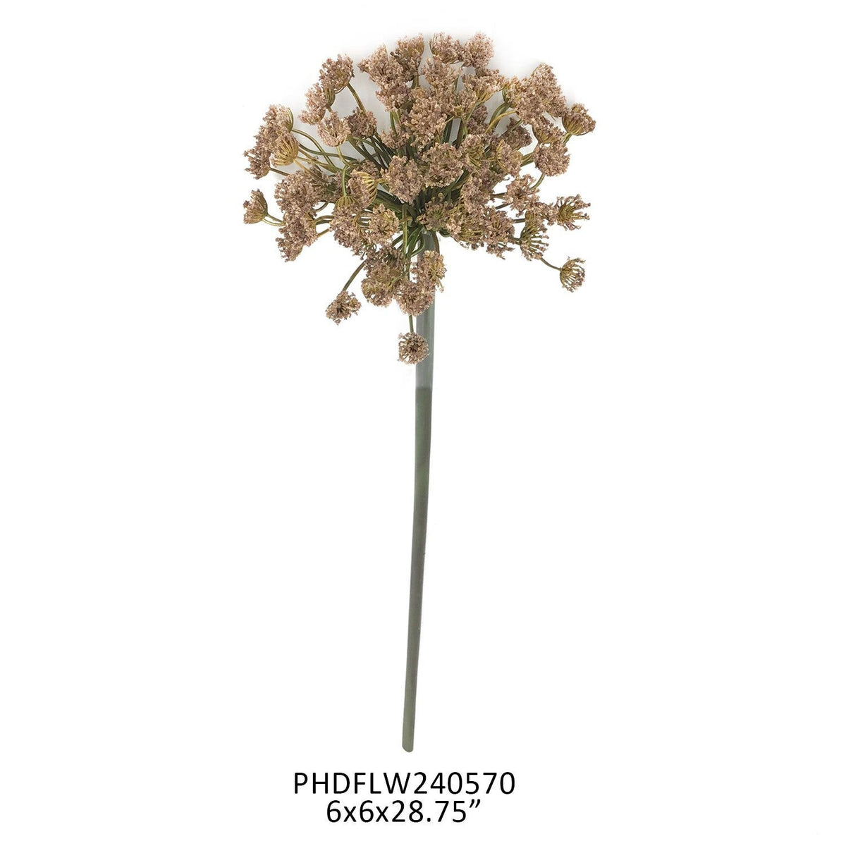 Blush Daucus