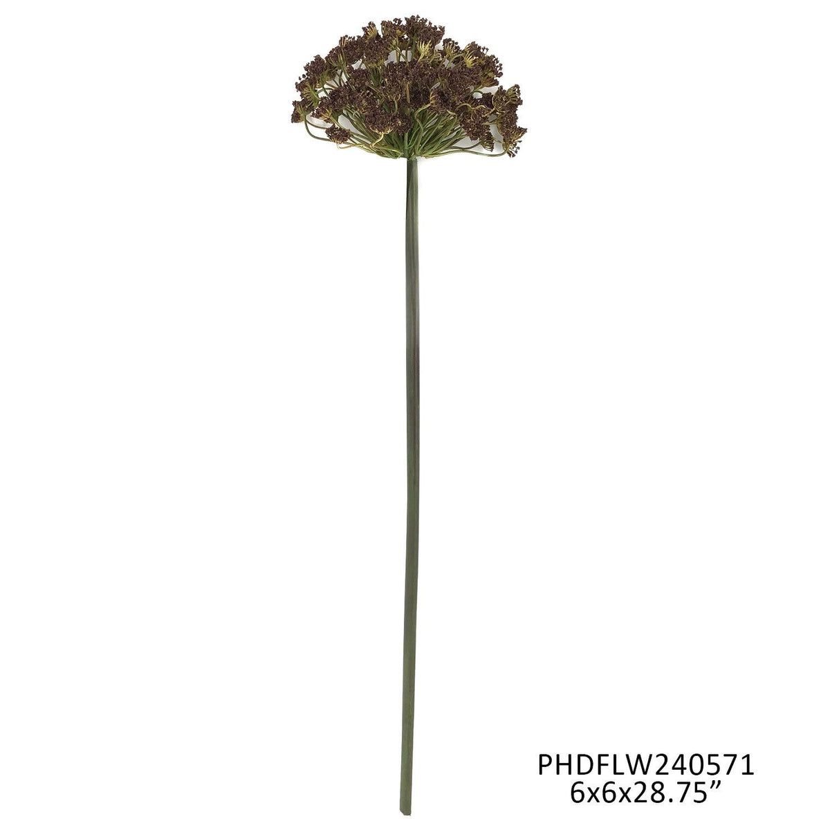 Brown Daucus