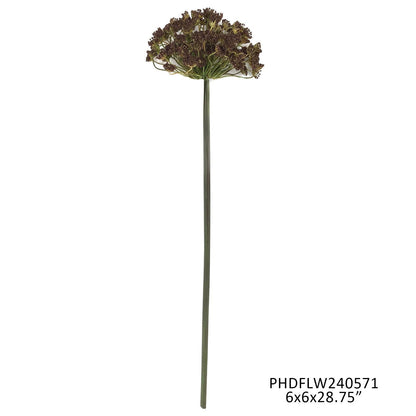 Brown Daucus