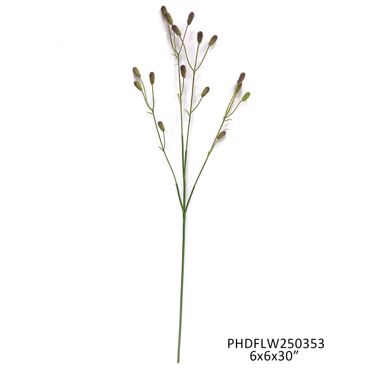 Rattle Grass Red-Green