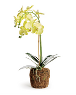 Phalaenopsis Orchid Yellow 23"