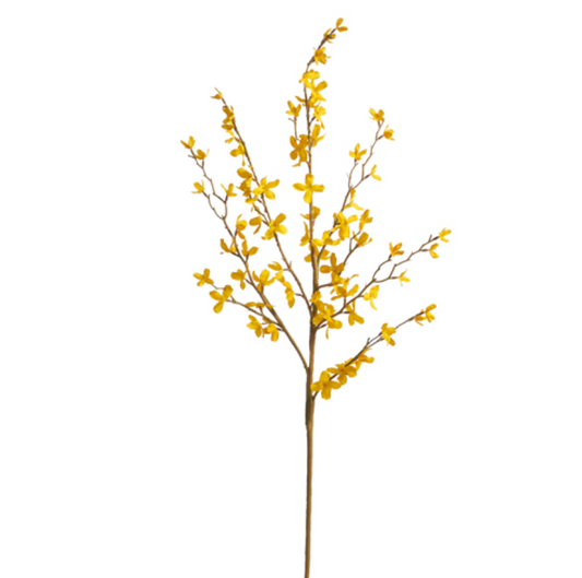 36" Forsythia Branch