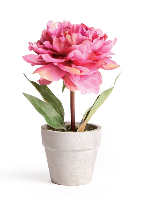 Mini Peony 6.5"