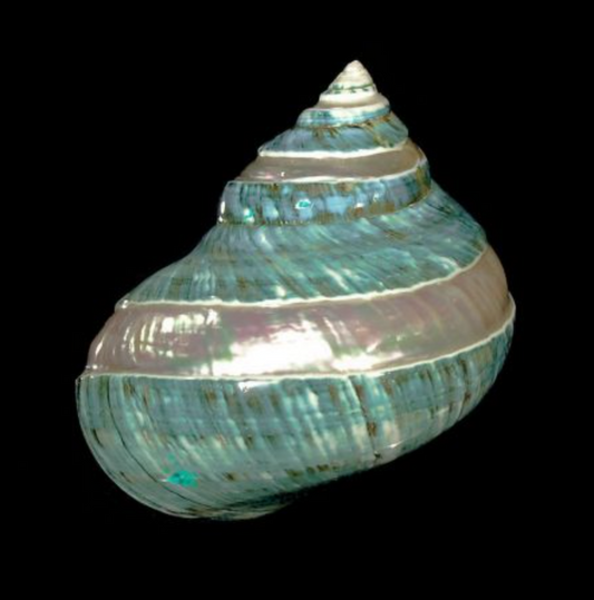 Jade Turbo- Banded