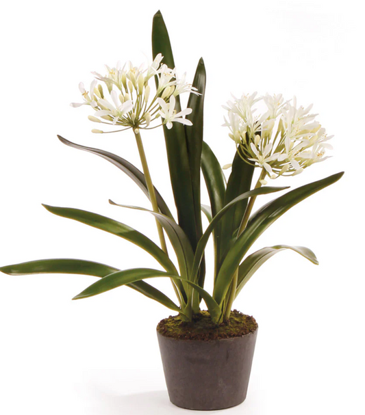 CC 23" Agapanthus drop In
