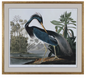 Louisiana Heron 42x37"h