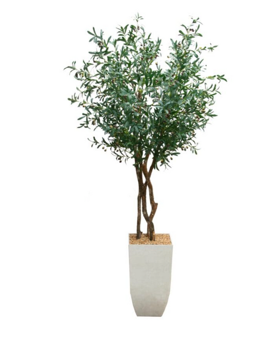 8ft Double Olive Tree Drop In