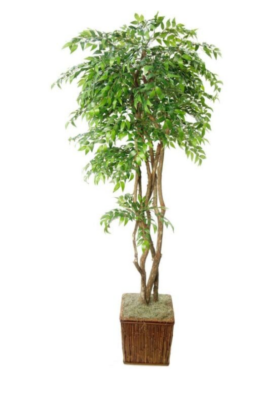 Smilax with Container 96"h
