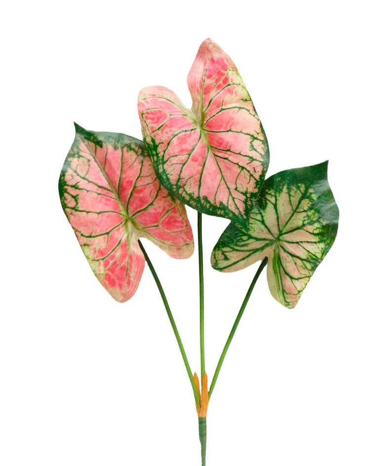 Watermelon Caladium 18"