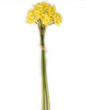 Buttercup Narcissus Bunch 20"