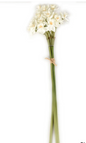Paper White Narcissus Bunch 20"