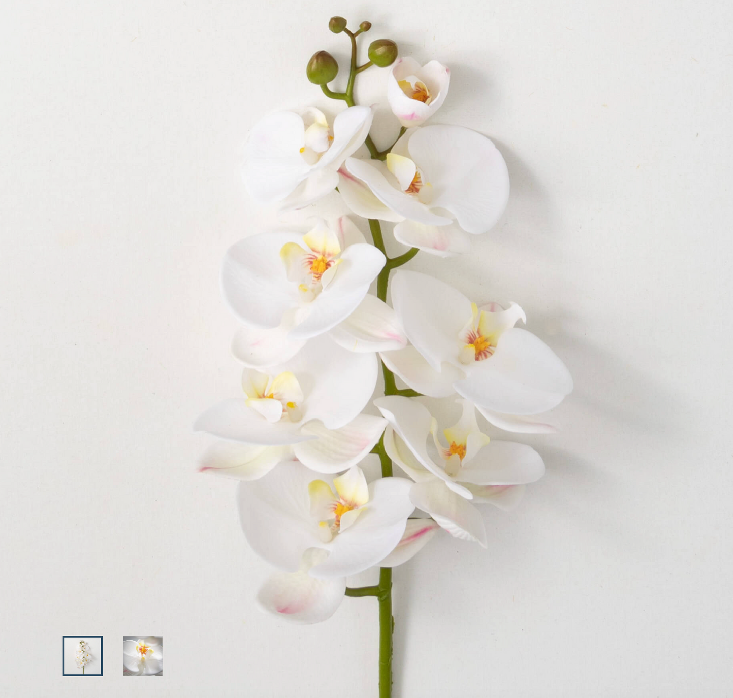 Phalaneopsis Stem White 38.5"