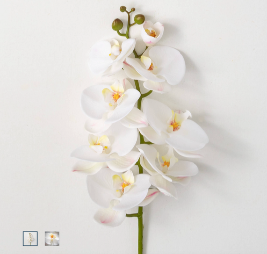 Phalaneopsis Stem White 38.5"