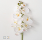 Phalaneopsis Stem White 38.5"