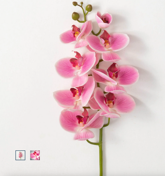 Phalaneopsis Stem Pink 38.5"