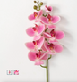Phalaneopsis Stem Pink 38.5"